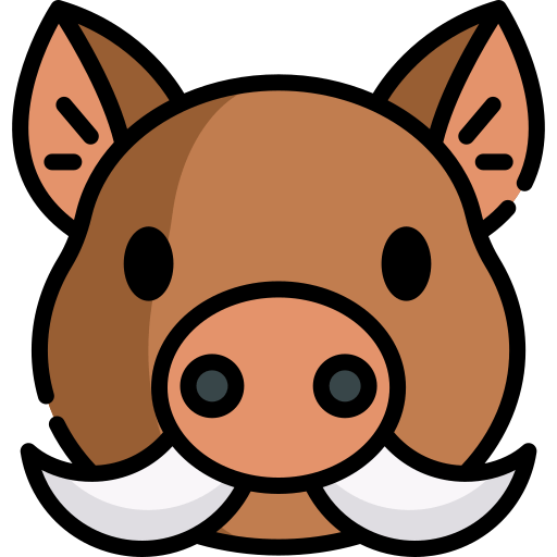 Boar