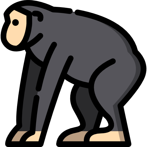 Chimpanzee