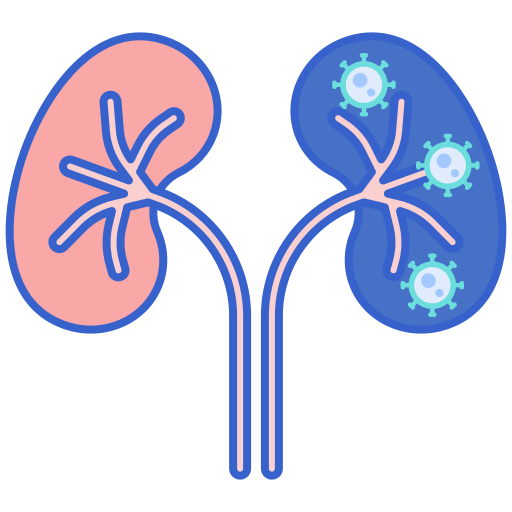 Kidneys