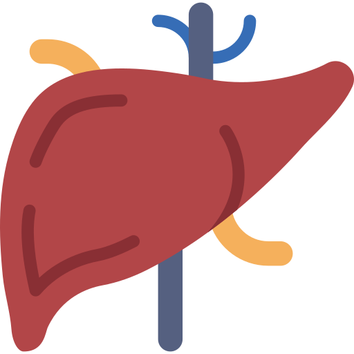 Liver