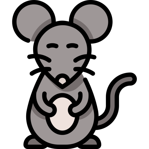 Rat