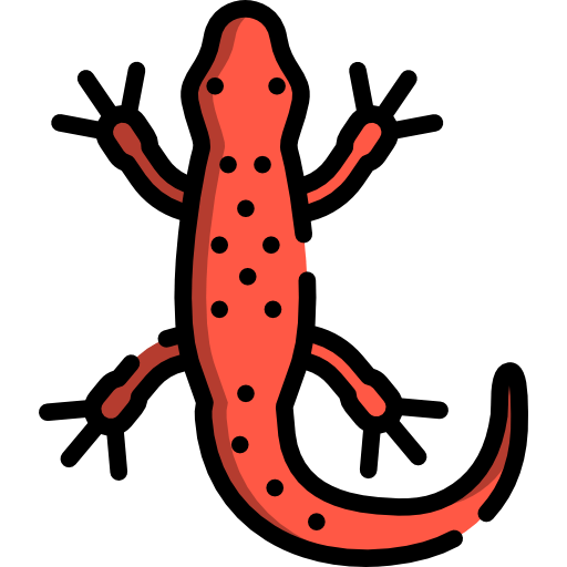 Salamander