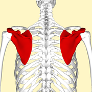 Scapula